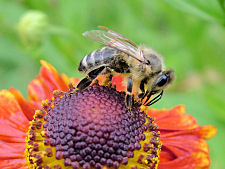 Biene auf Herbstsonnenbraut